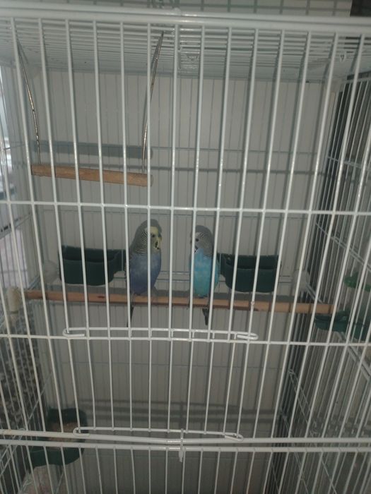 Продаю двух попугайчиков девочка мальчик