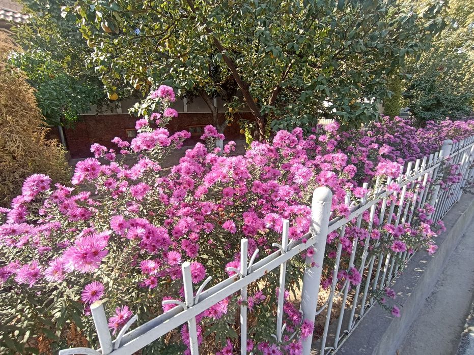 Gazon. Archalar. Landshaft. Gullar