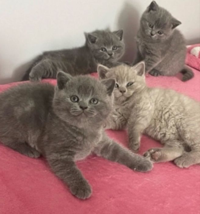 Puiuti british gri&lila