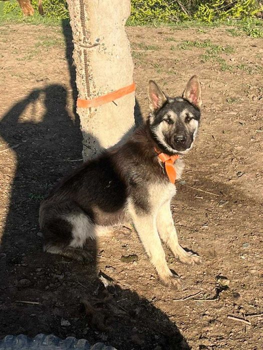 Немецкий овчарка