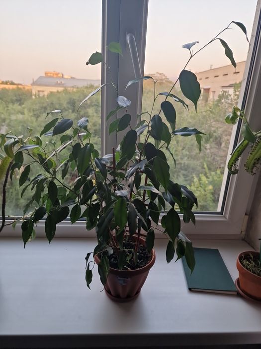 Фикус Бенджамина