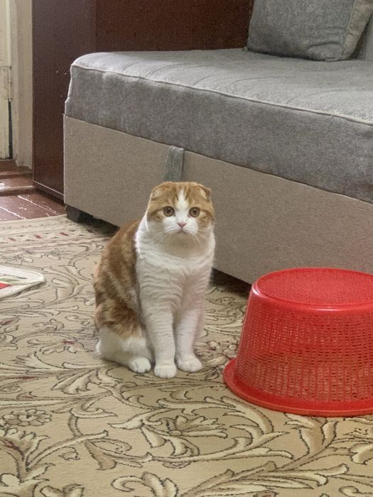 Scotish Fold Britan Barsik