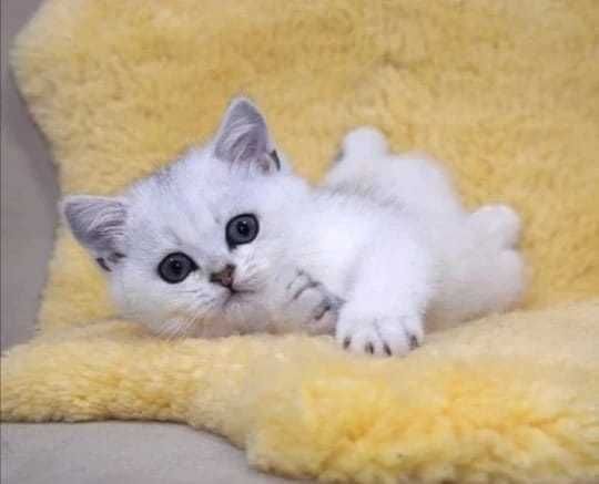 котята британские .мальчики - девочки