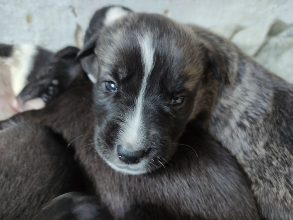 Щенки стаффа и азиата