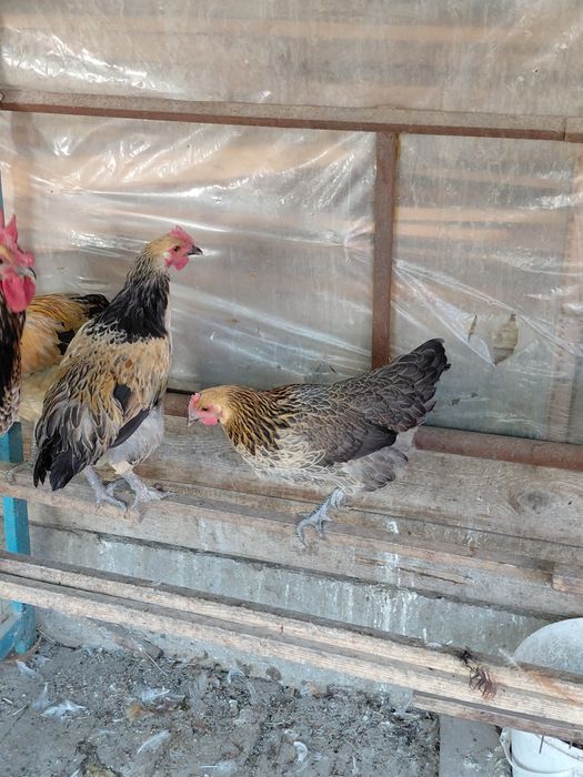 Продам лакеданзи курей