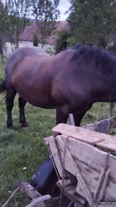 Iapa de vânzare prețul vorbim in privat aștept oferte 20 000