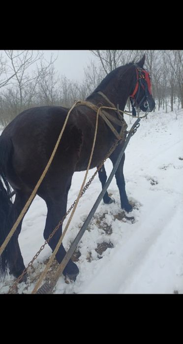 Vând cârlan metis de frizian!