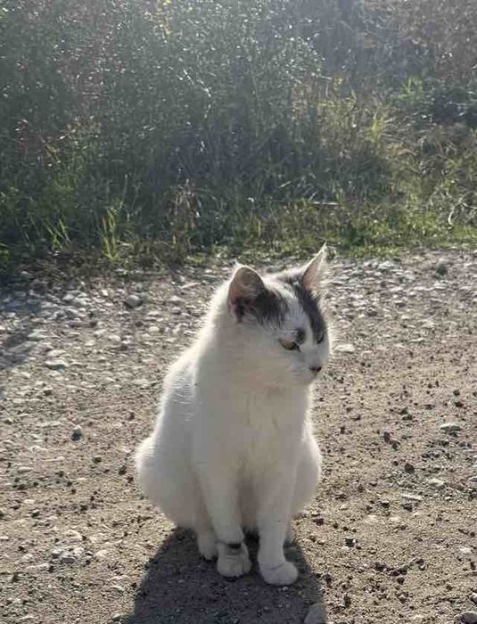 Пухена бездомна женска котка търси дом