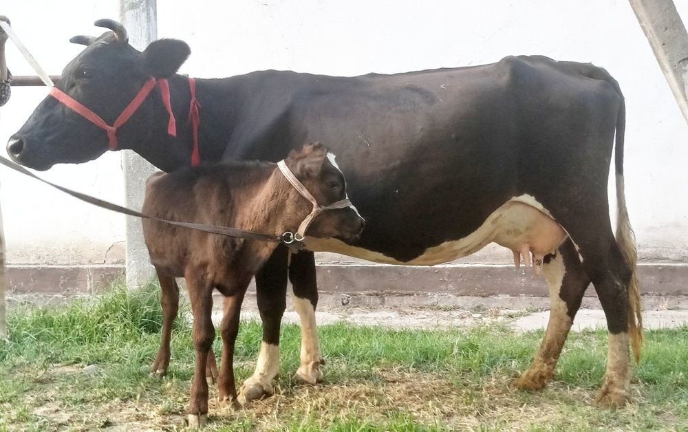 Ser sut sigrlar sotiladi