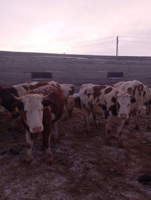 Телки  симментал