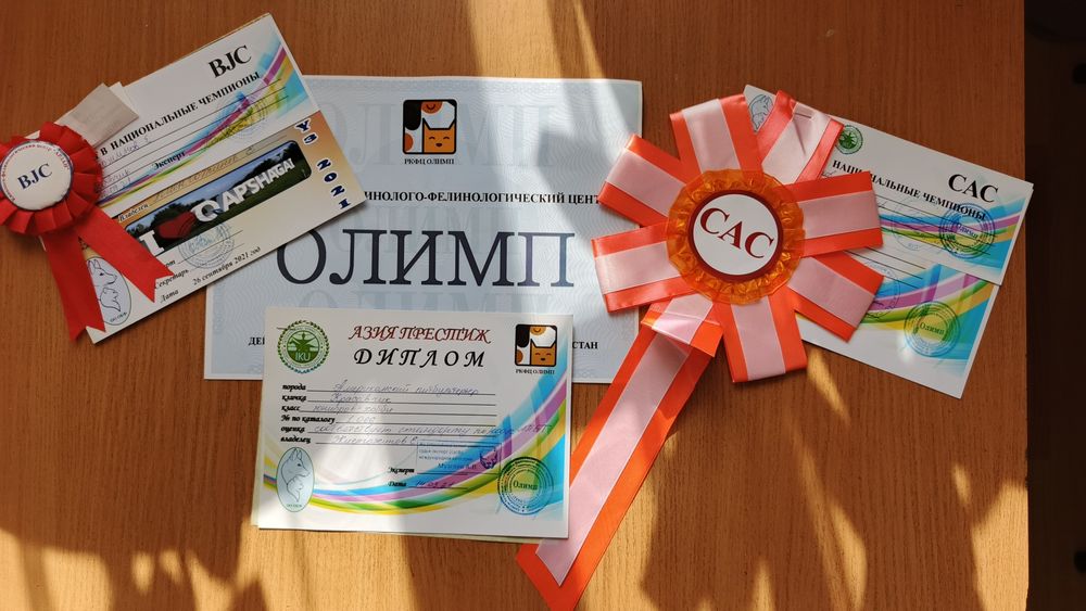 Ищем девочку для вязки