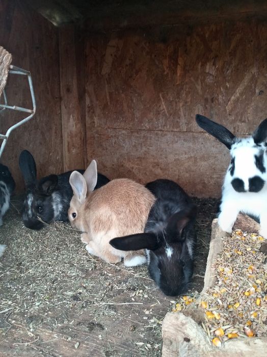 Vând Iepurii mai mici și mai mari