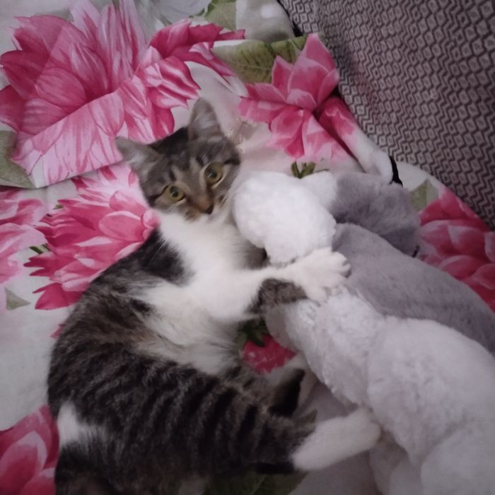 Котёнок девочка, 6 месяцев
