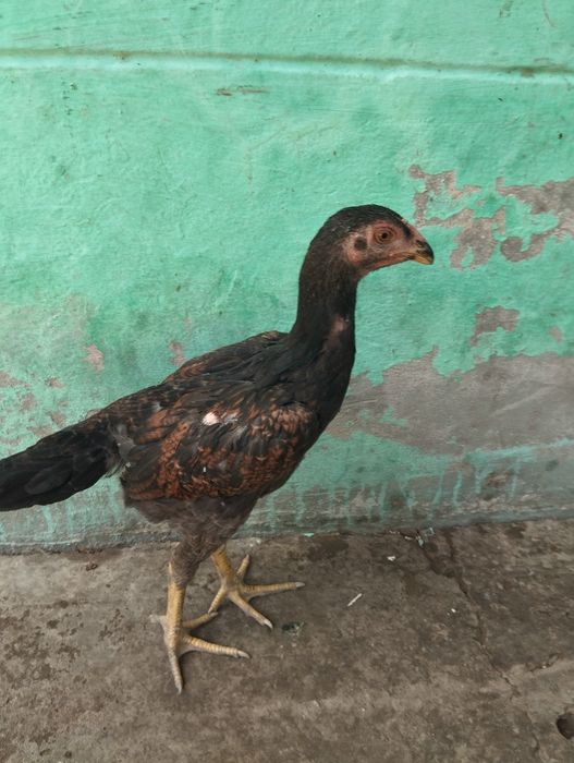 Dakan jojalari bor