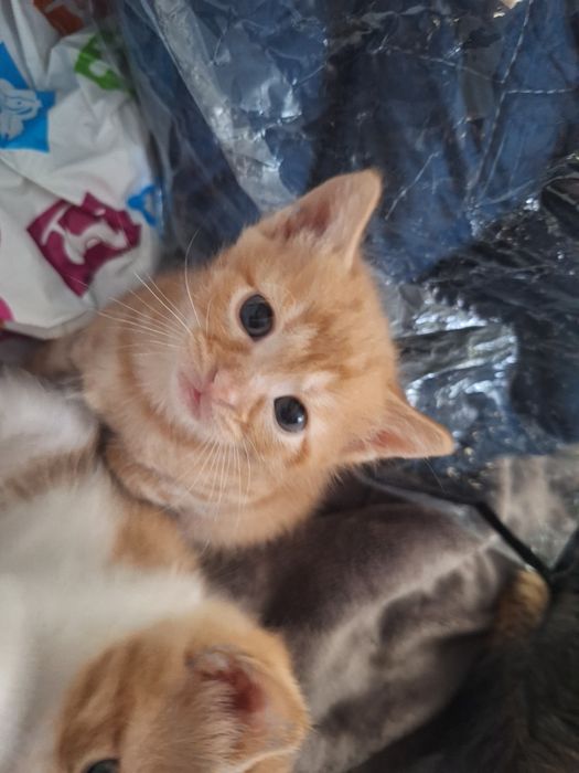 ПОДАРЯВАМ котенца