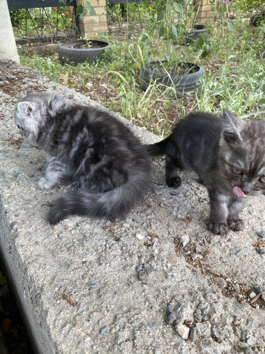 Продаются Котята британские