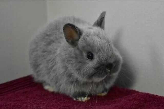 Продава Мини зайчета, Морски свинчета, Хамстери, Мишки, Таралеж