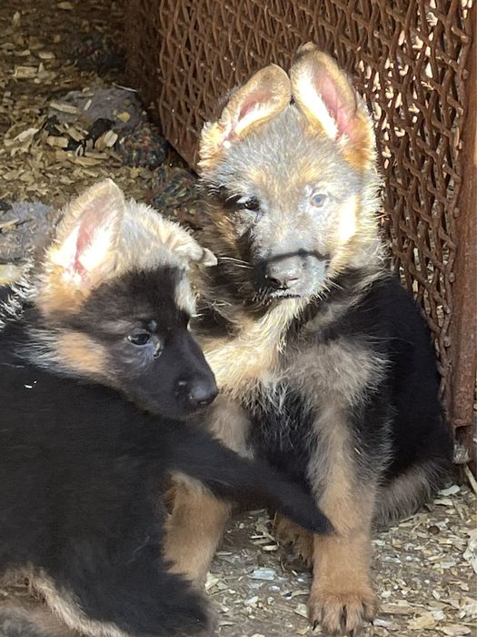 Щенки немецкой овчарки