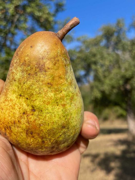 Pere si Mere bio pentru tuica, palinca, suc