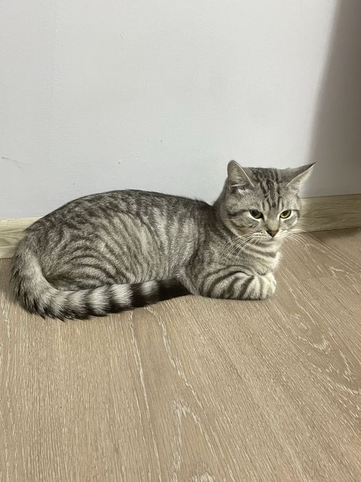 Продается красивай доманийш кот
