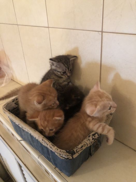 Отдам котят 2 месяца