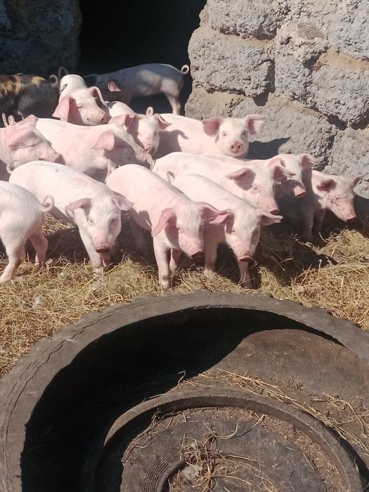 Продам поросят полтора месяца