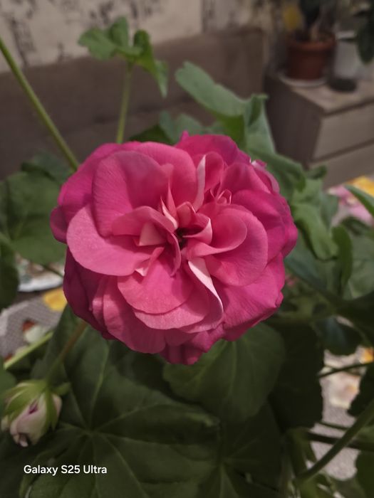 Продам пеларгонию