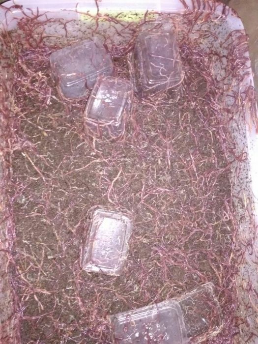 Черви технологические Старатель