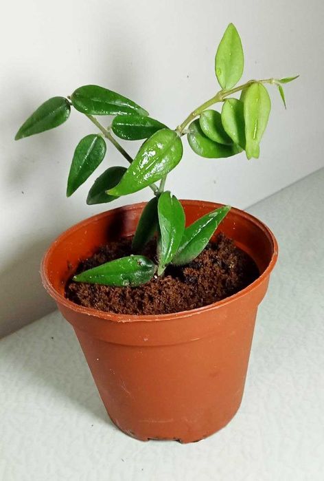 Продам. Хойя Белла Редкое красиво цветущее растение