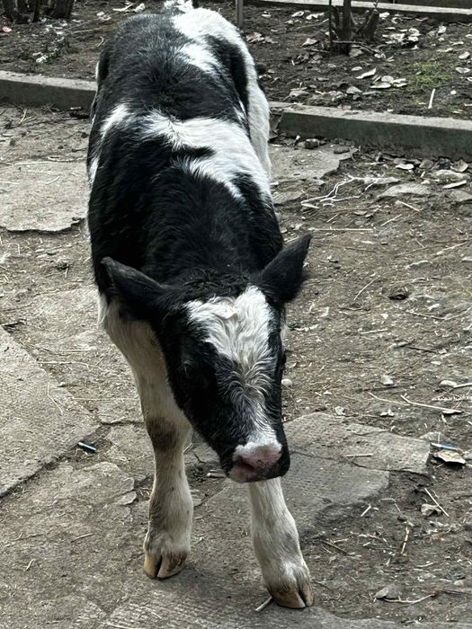 Vând un tăuraș belgian