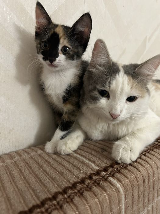 Котёнка отдам в добрые руки