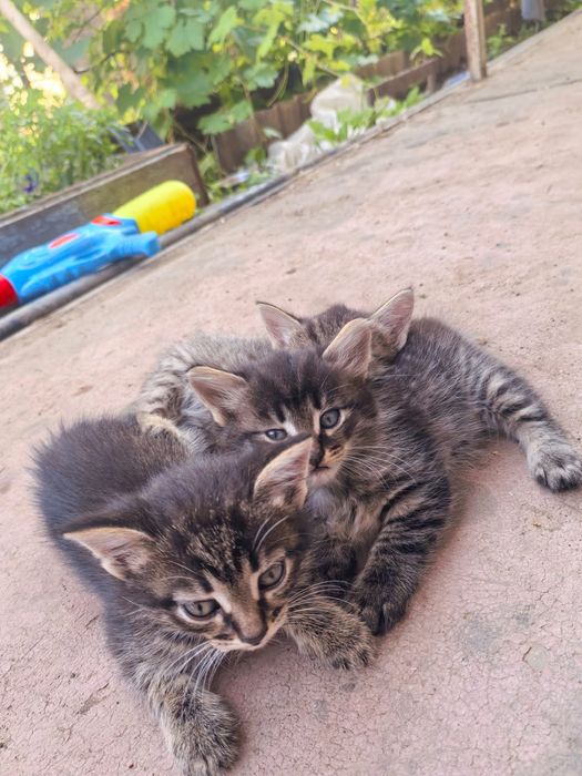 Отдам котят бесплатно