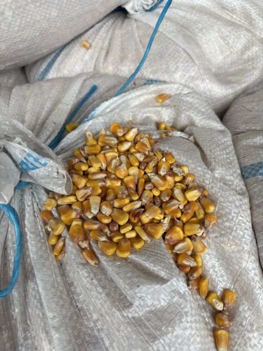 Vând porumb însăcuit, recoltă 2025