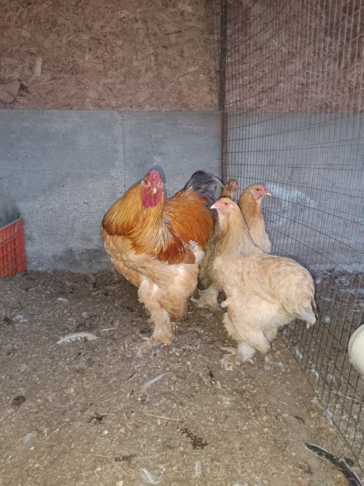 Инкубационные яйцо брам