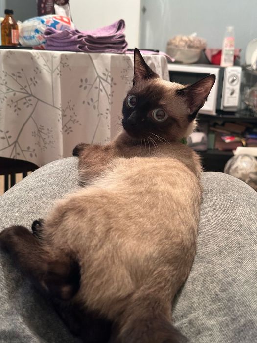 Кот мальчик в хорошие руки