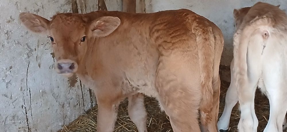 Vitei dela  3  saptamani-3 luni