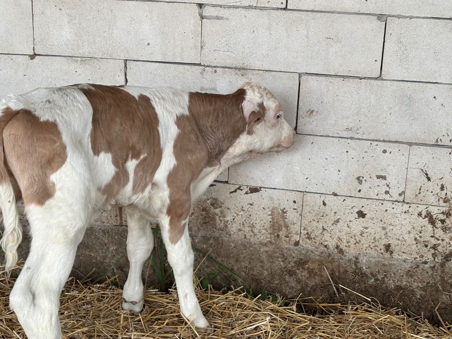 Vând 11 viței de rasă pură 6 tăurași și 5 femele