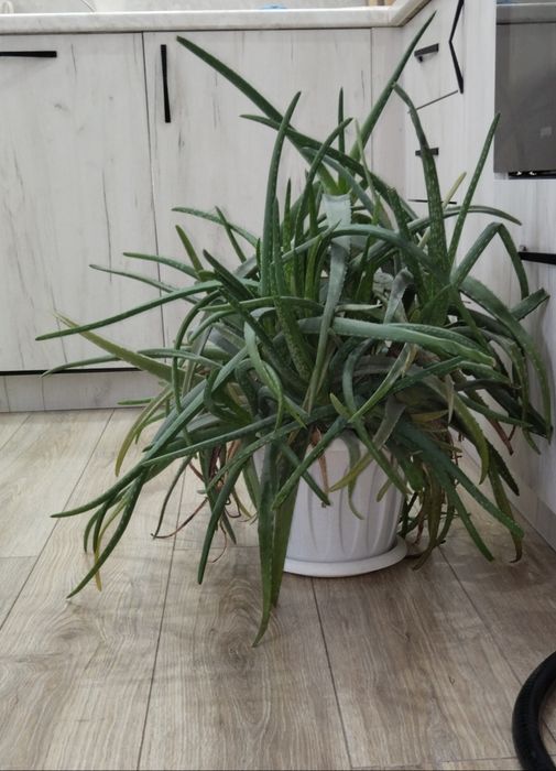 Продам алое  хорошый