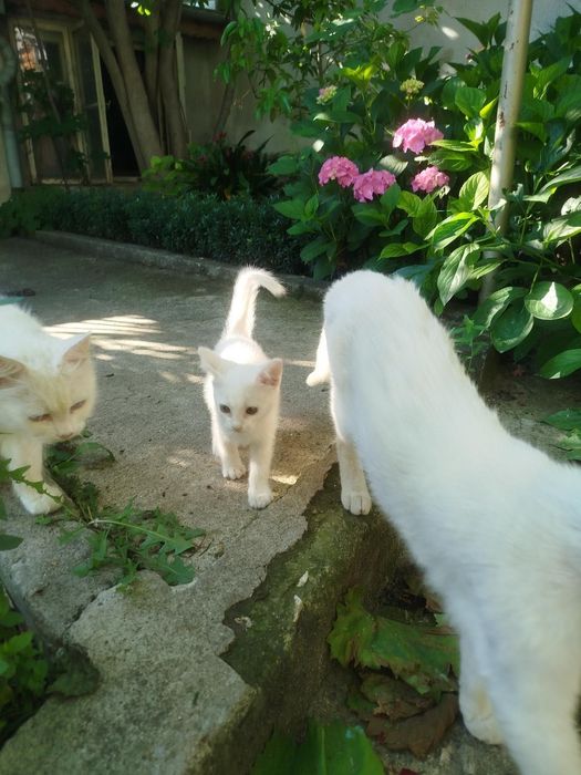Бяло малко котенце