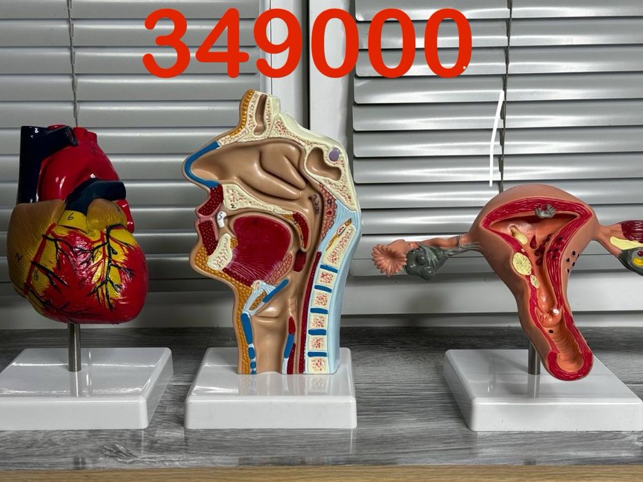 Анатомический муляж сердца, матка, глотка