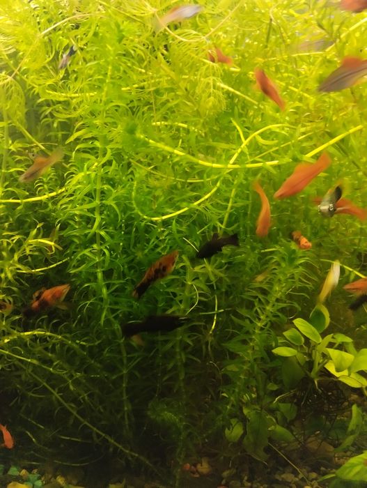 Продам растение ЭЛОДЕЯ!!!