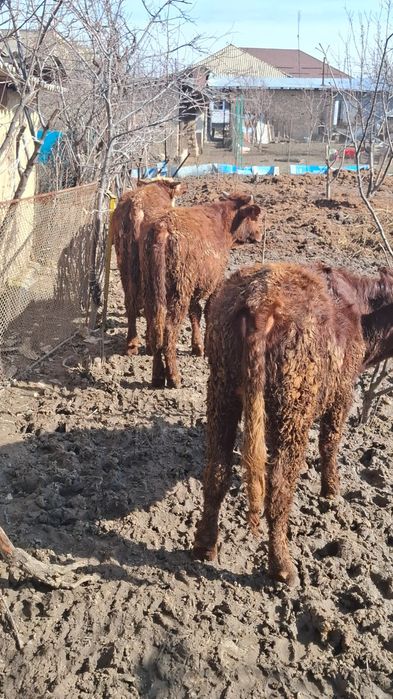 Бычки белоголовые