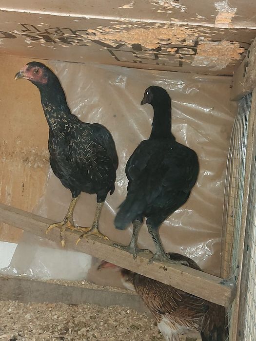 Дакан тауықтар атеш сатылады