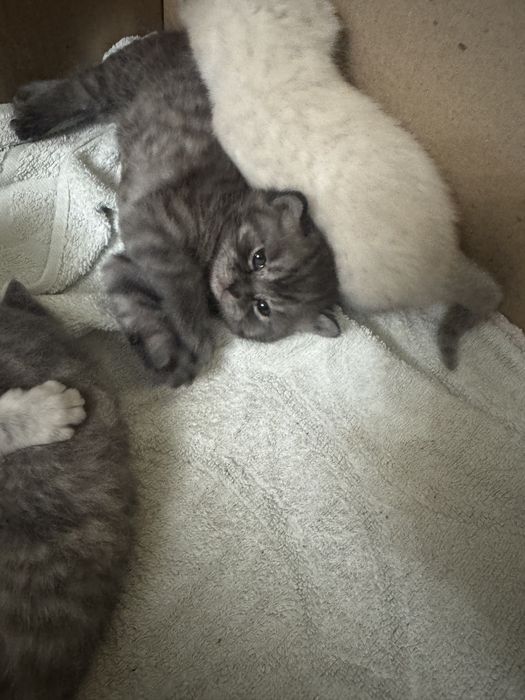 Котята британцы красивые