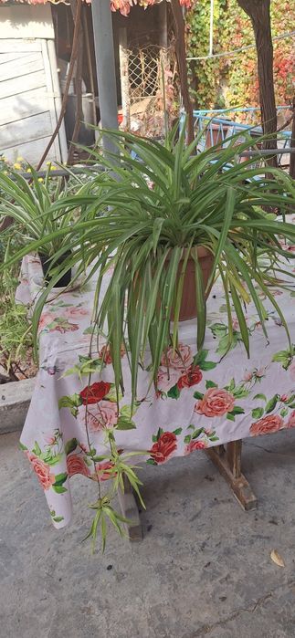 комнотные горшочные цветы