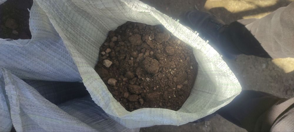 Чириган Қуй гунги!