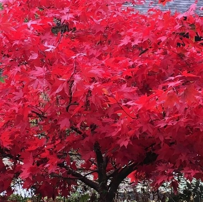 Artar Japonez Red Rubyn