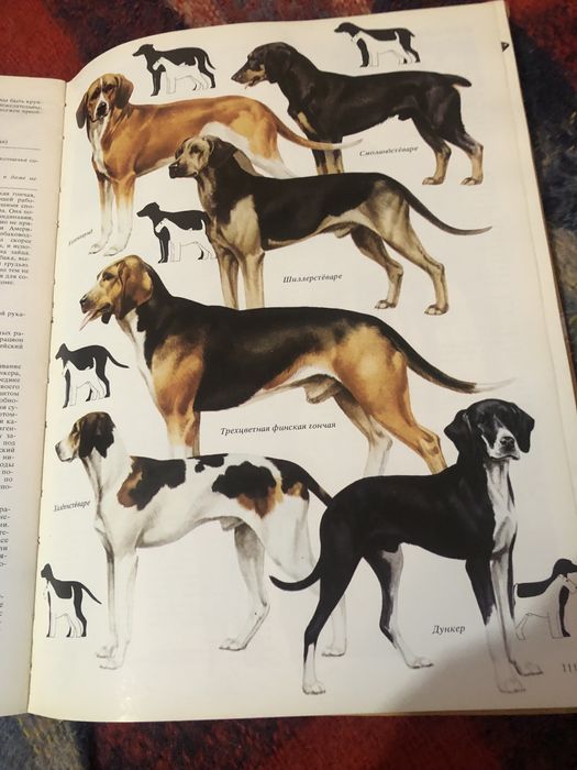 Ваша собака. Джоан Палмер