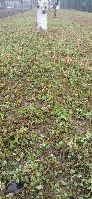 Ilfov 1 Decembrie teren intravilan  zona  Lidl