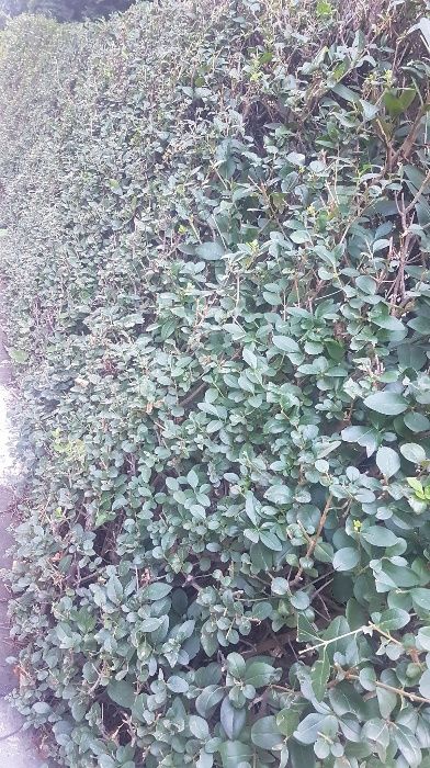 Gard viu verde din LEMN CAINESC 1,50 roni..